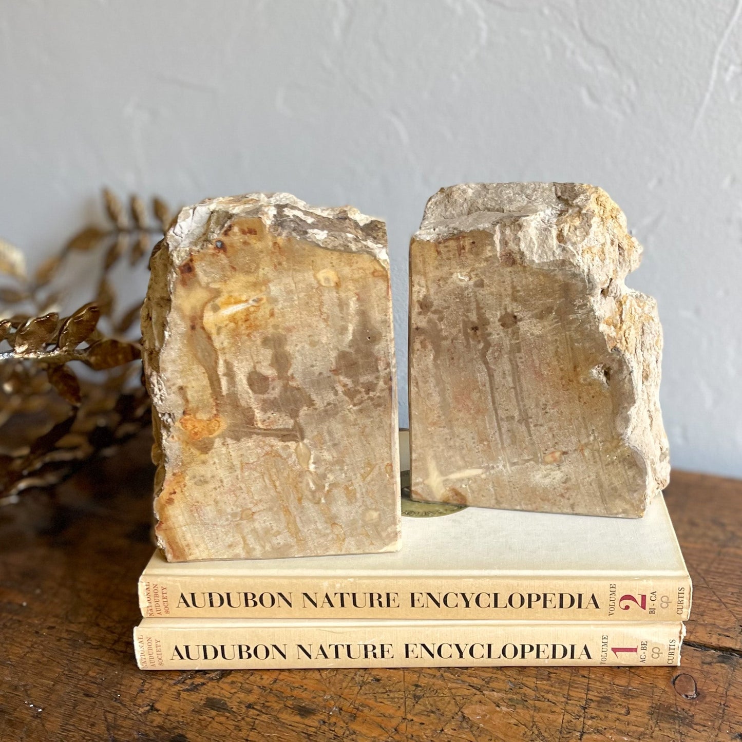 Petrified Wood Bookends