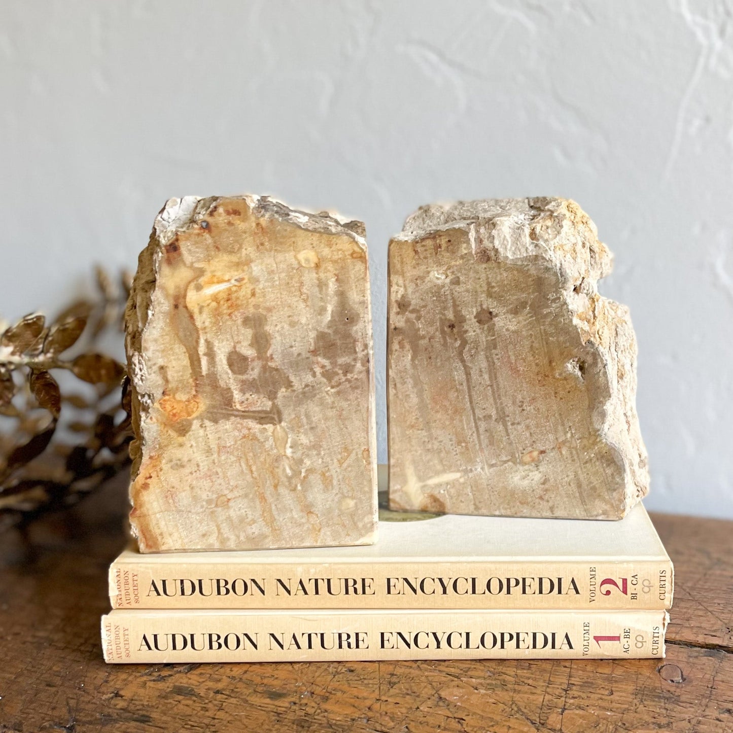 Petrified Wood Bookends