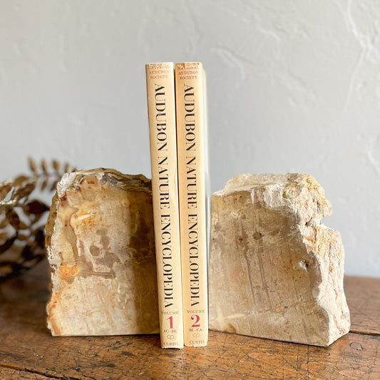 Petrified Wood Bookends