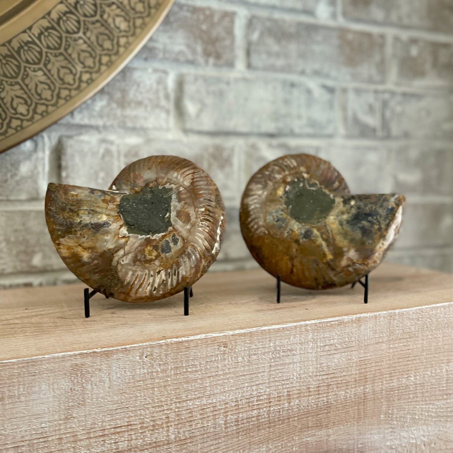 Polished Madagascar Ammonite Pair