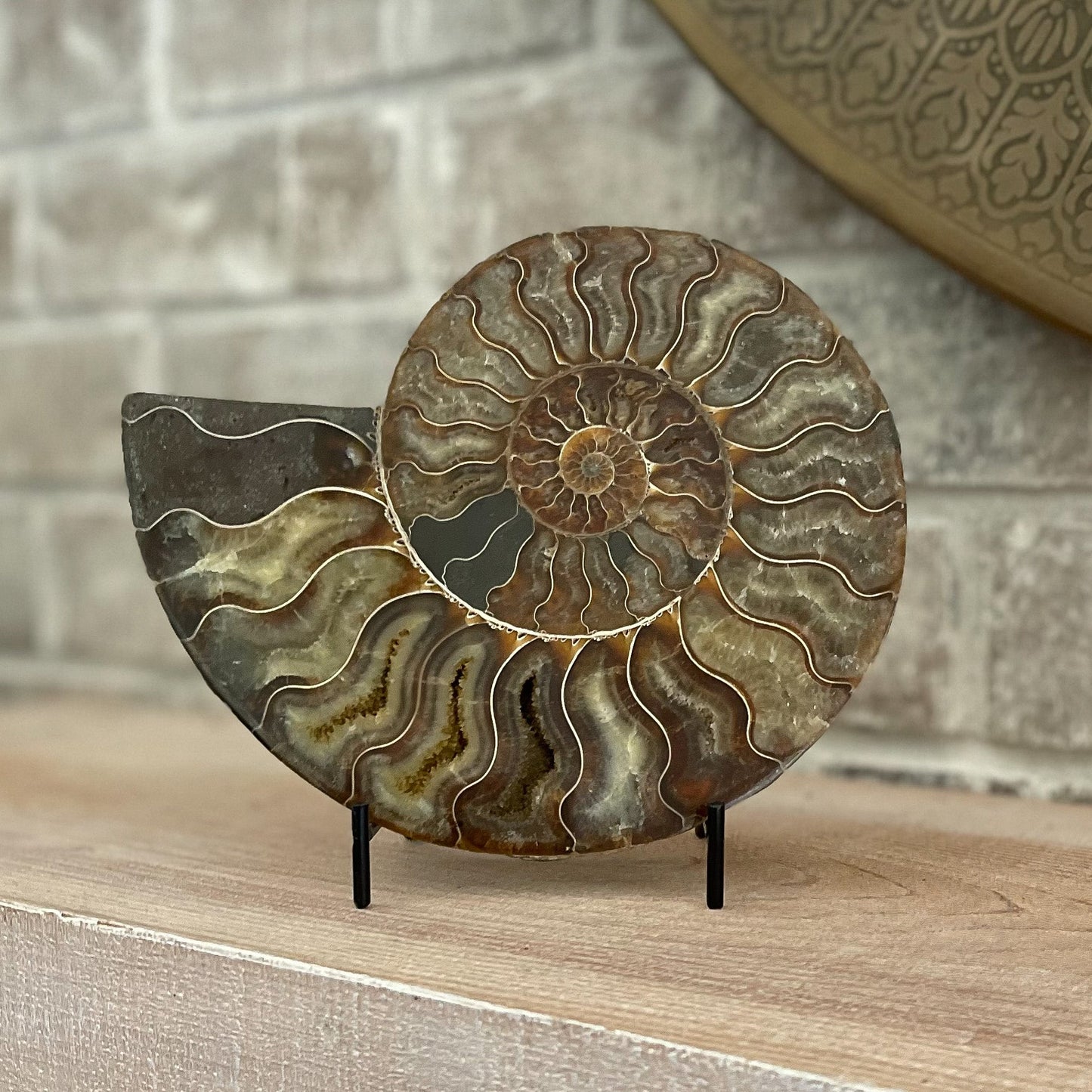 Polished Madagascar Ammonite Pair