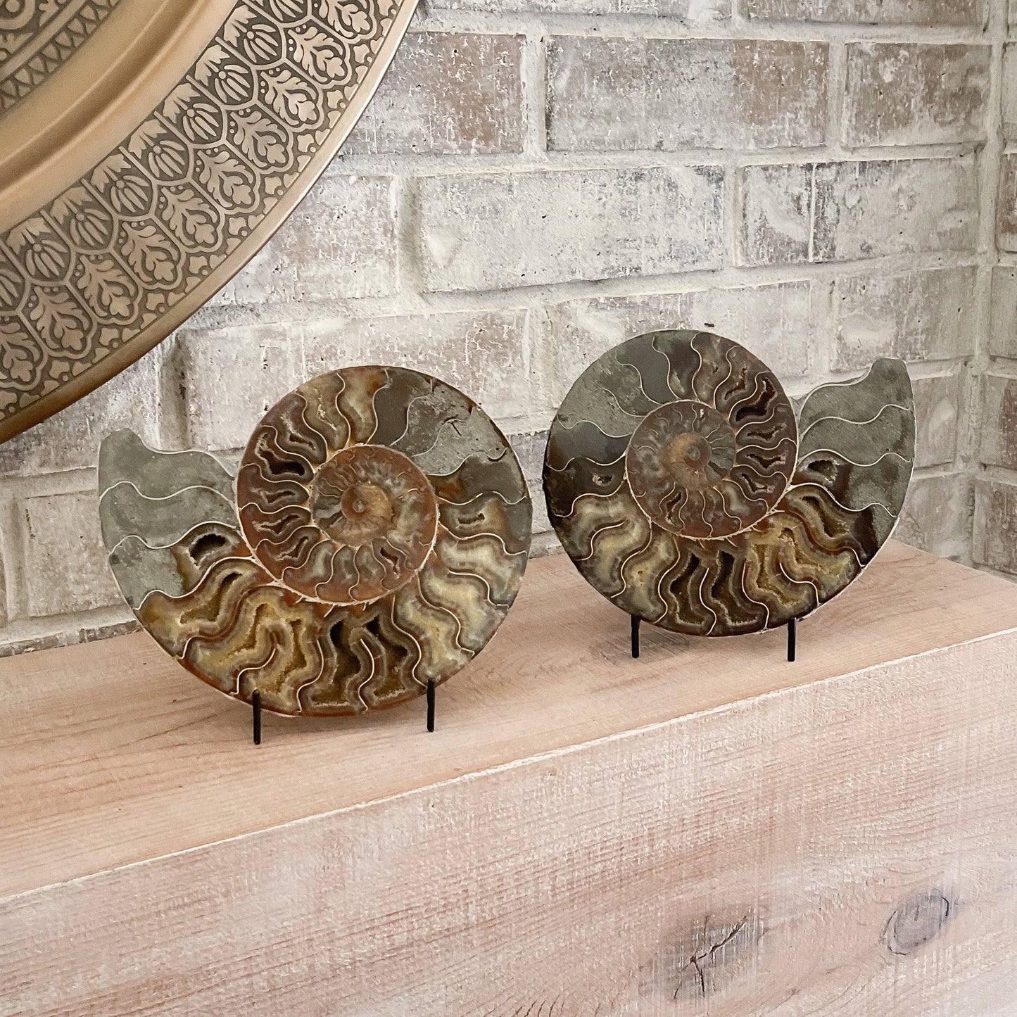 Polished Madagascar Ammonite Pair