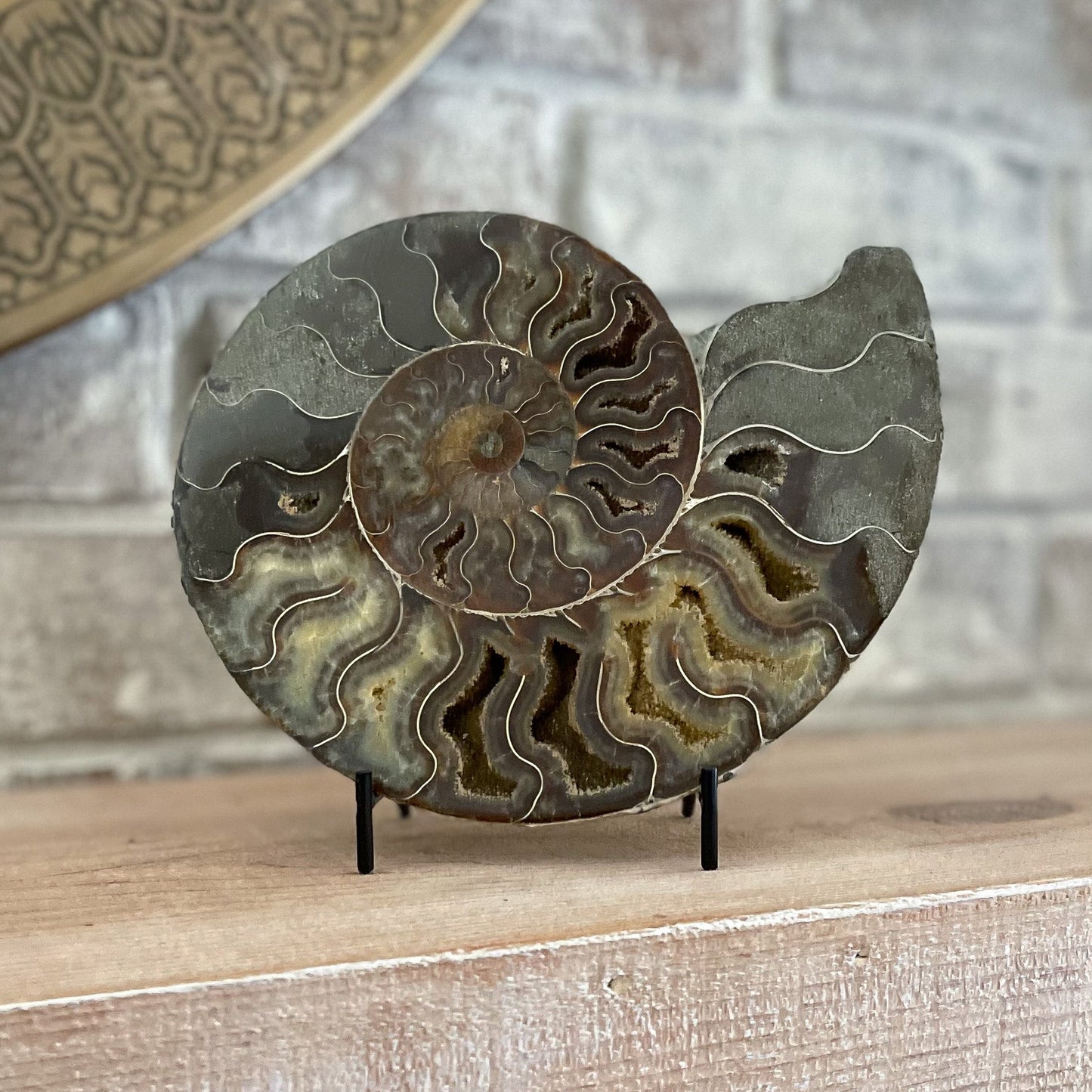 Polished Madagascar Ammonite Pair