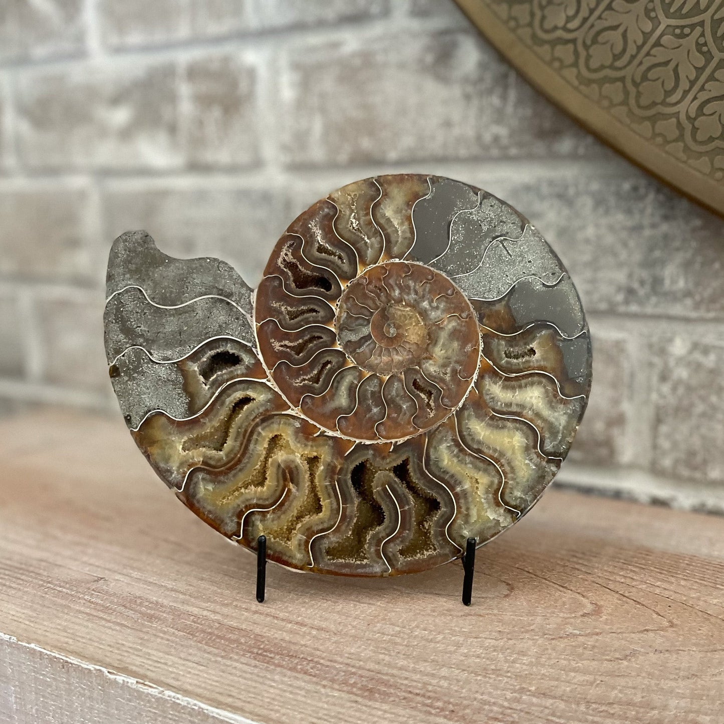 Polished Madagascar Ammonite Pair